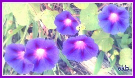 Purple Spray of Flowers.webp