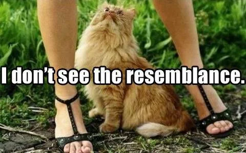 pussy.webp