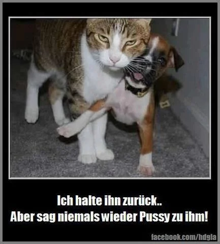 pussy.webp
