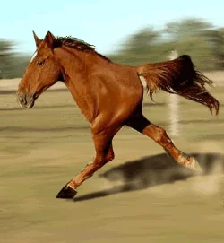 quater horse.webp