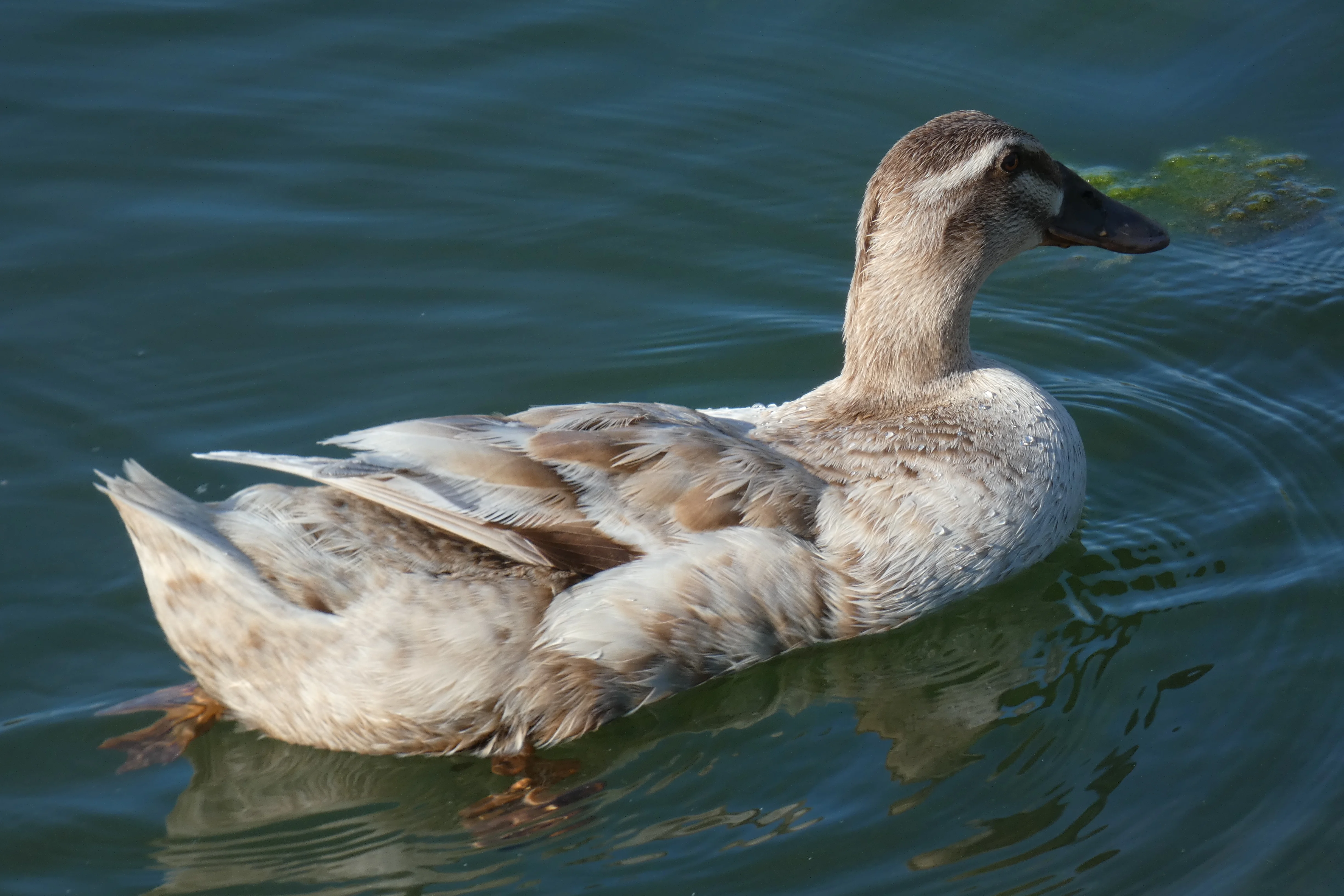 Question white mallard_3.webp