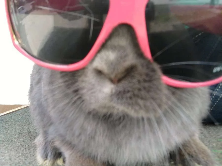 Rabbit_with_glasses_by_KathixD.webp