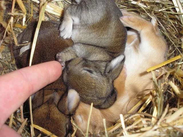 rabbits d10 winnie.webp