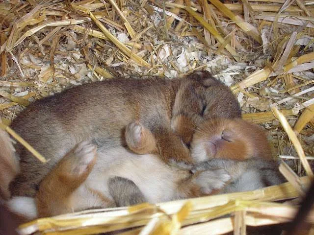 rabbits d15.webp