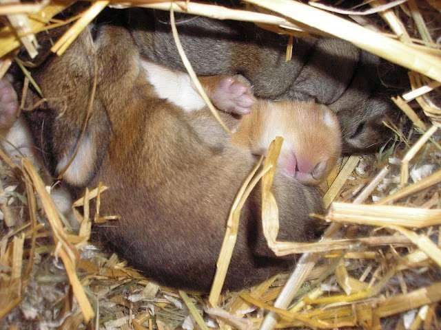 rabbits mix d11.webp