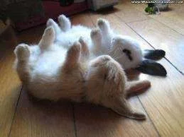 rabbits.webp