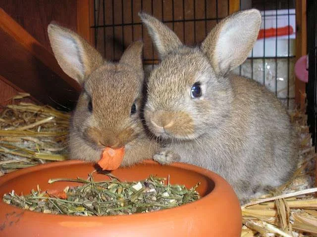 rabbits yum.webp