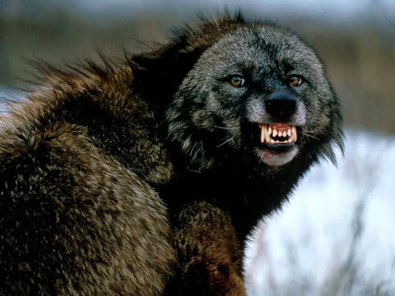 rabid-wolverine-teeth.webp