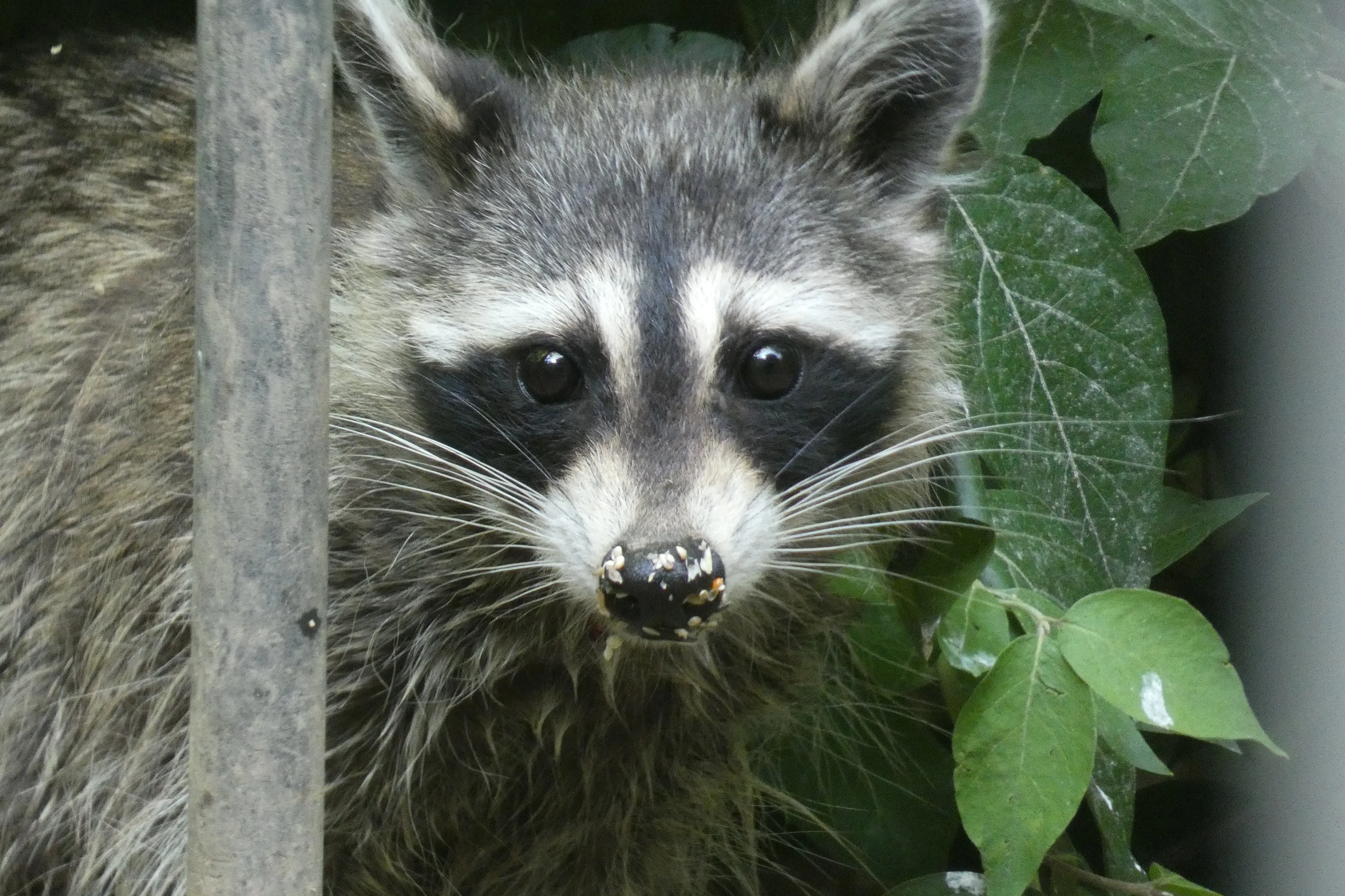 raccoon 05252023.JPG