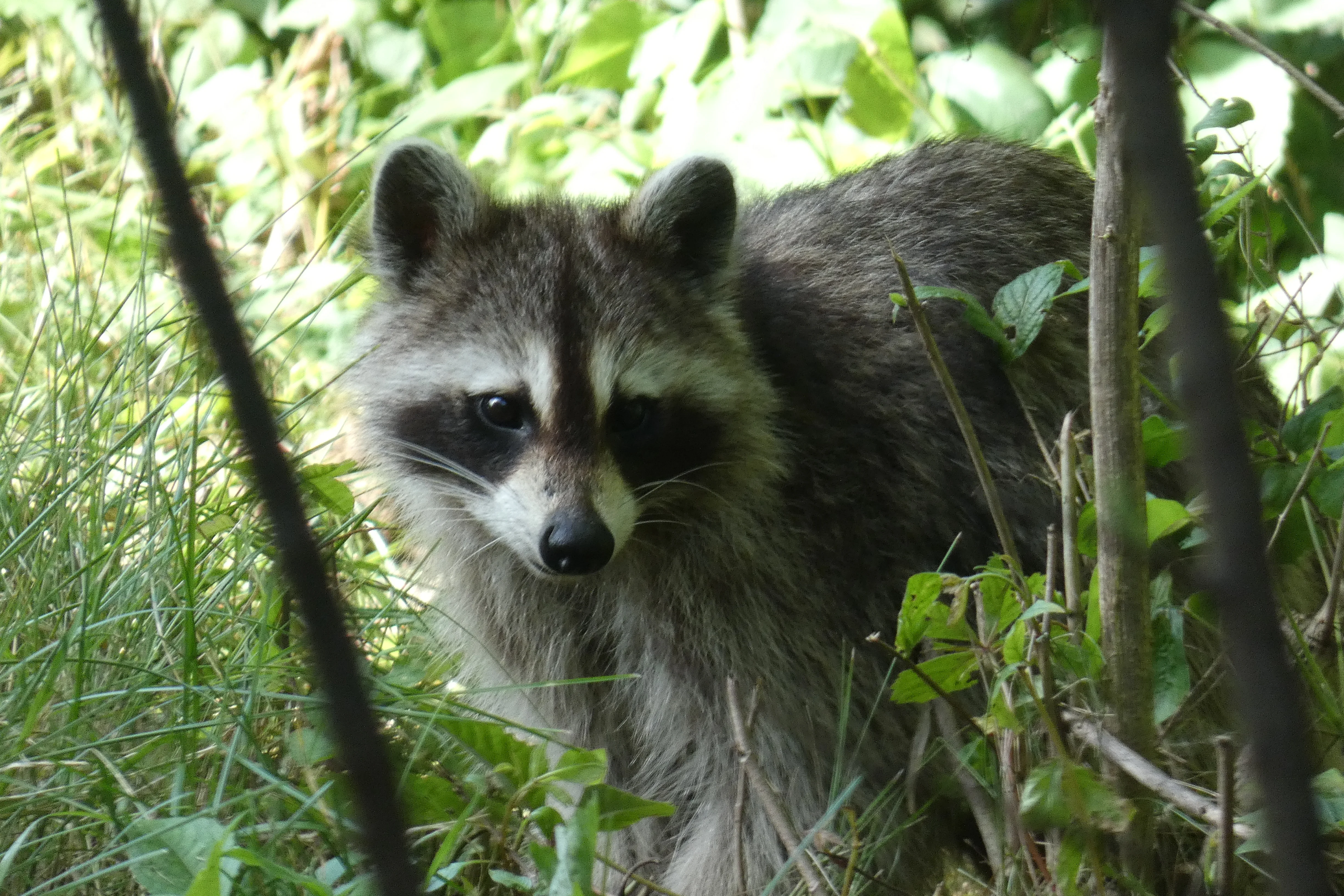 raccoon 06152022.webp