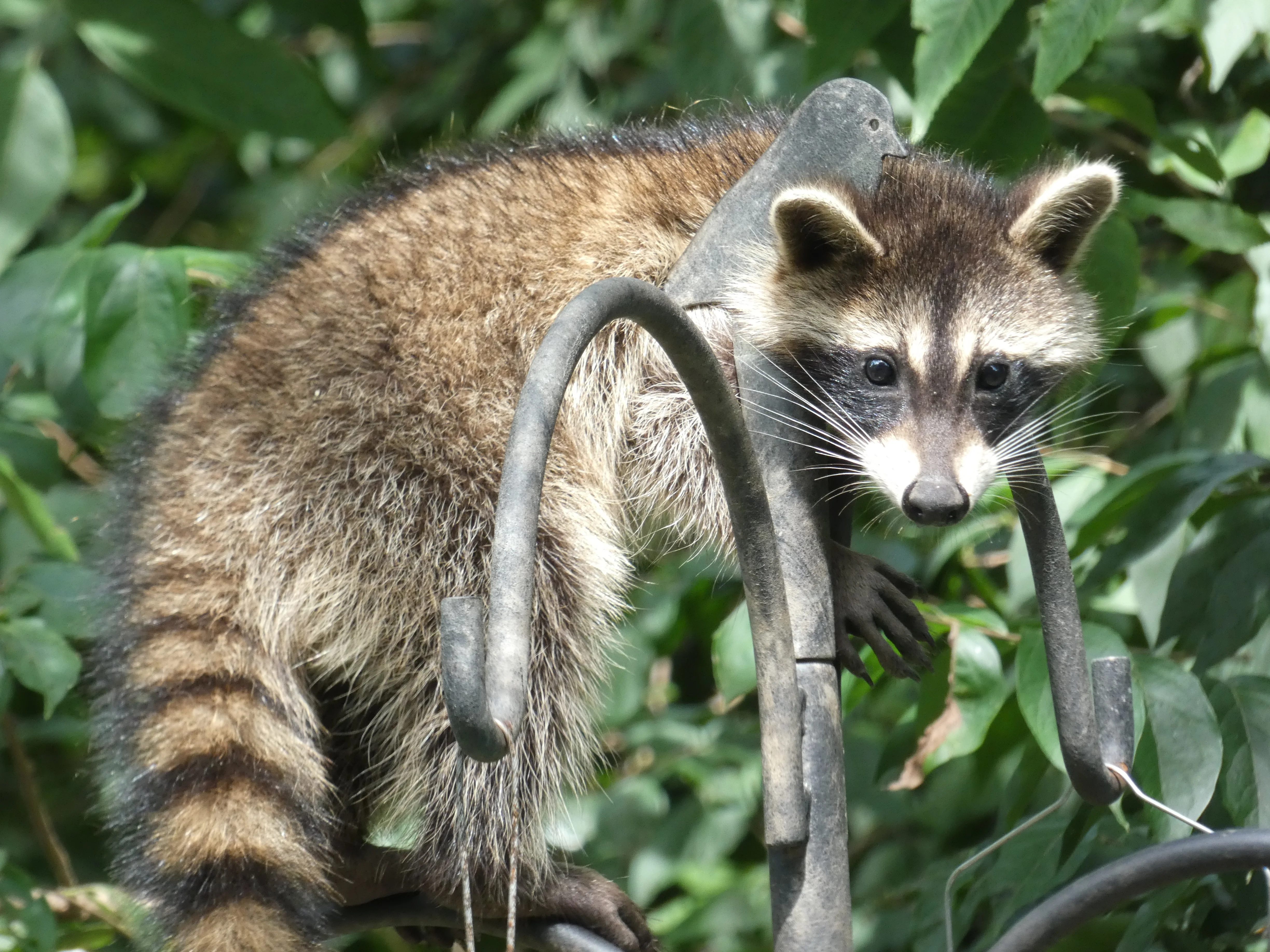 raccoon at the top of the feeder.webp