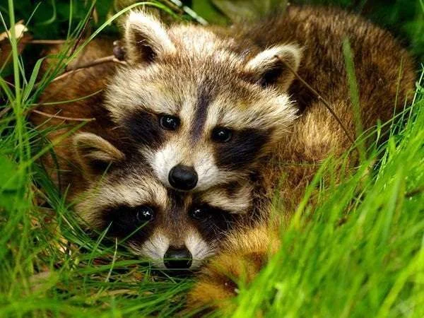 raccoon-pairs_32055_600x450.webp