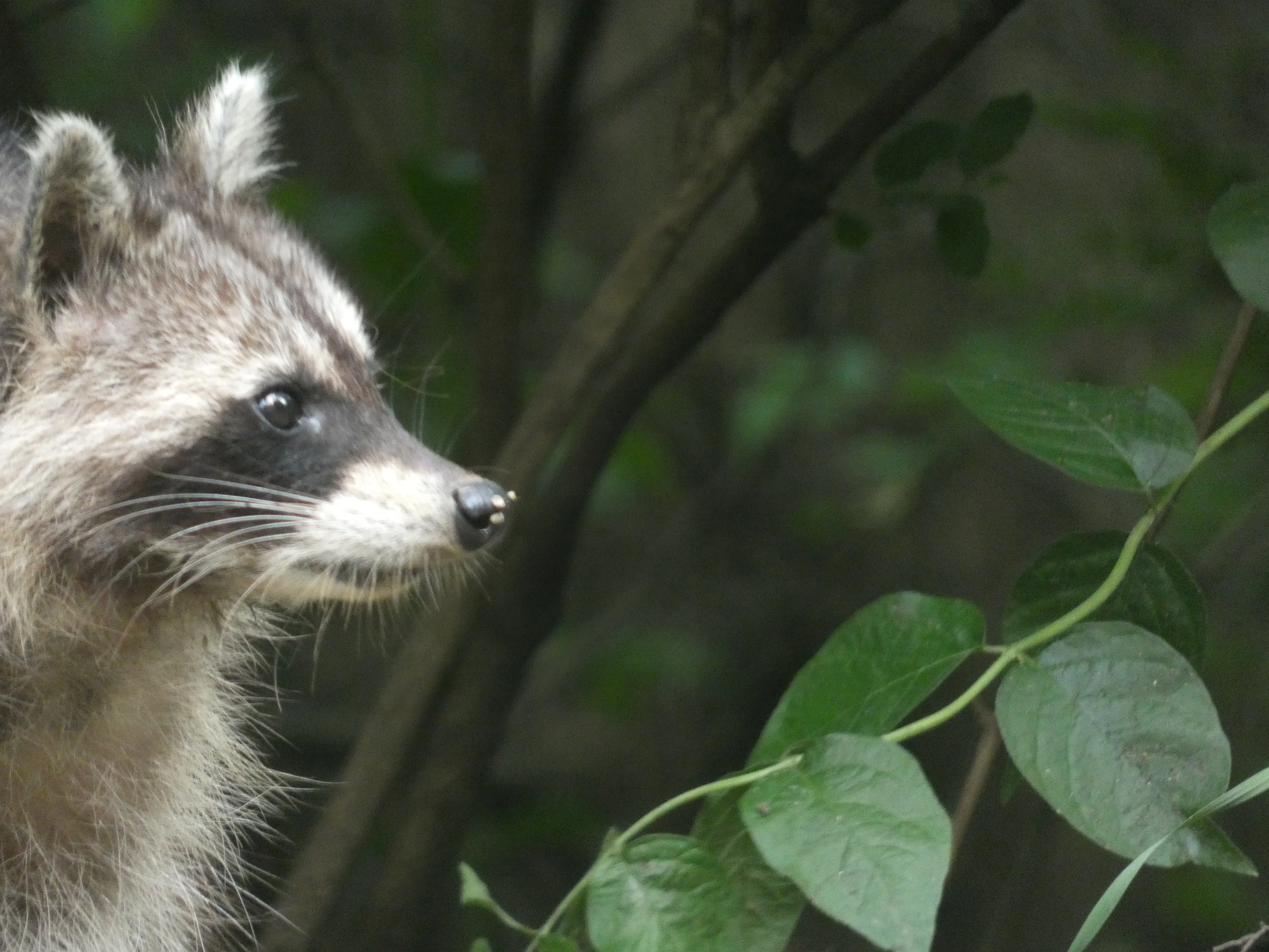 raccoon_2 052025.webp