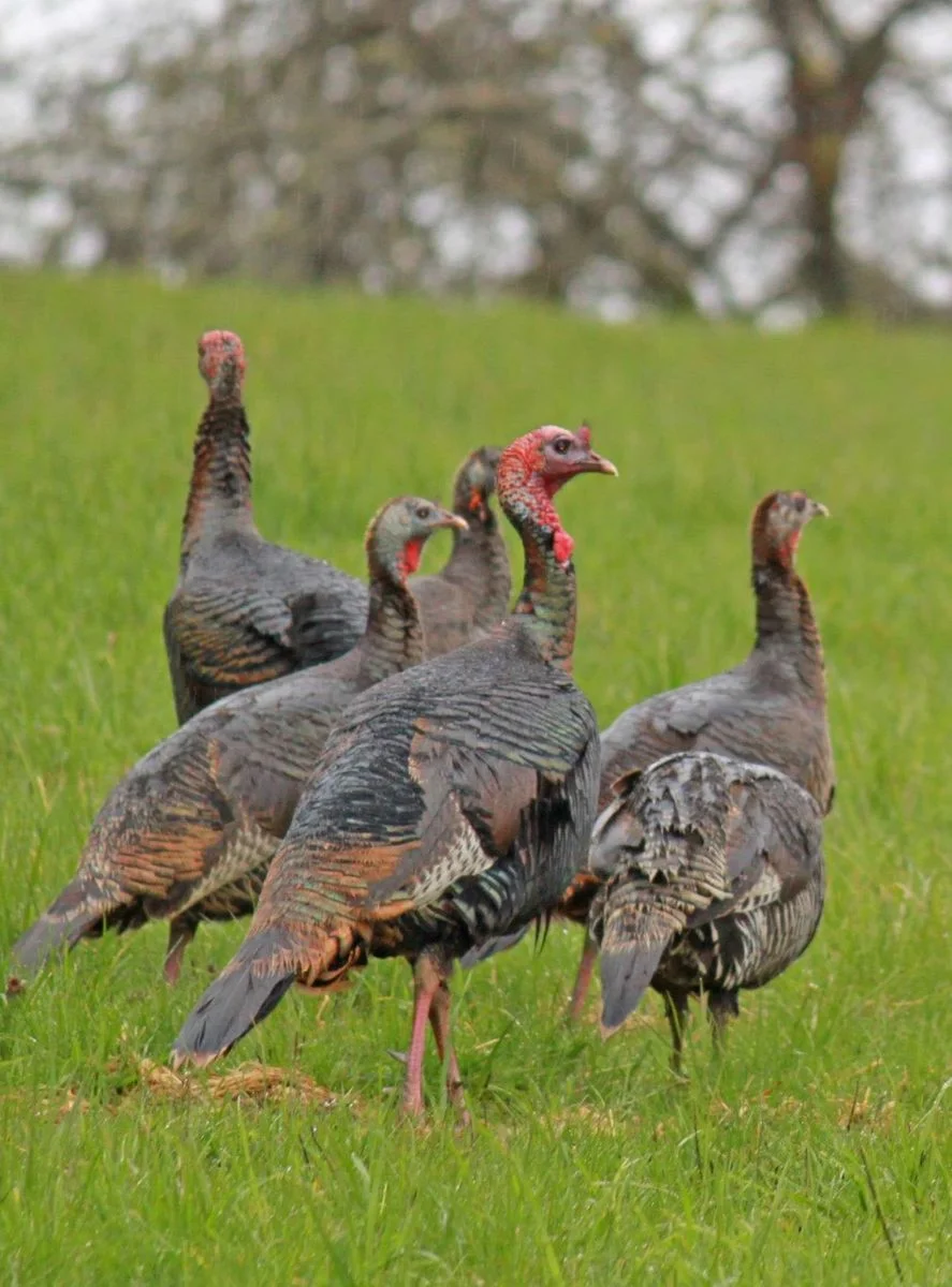 Rafter of turkeys_edited-2.webp