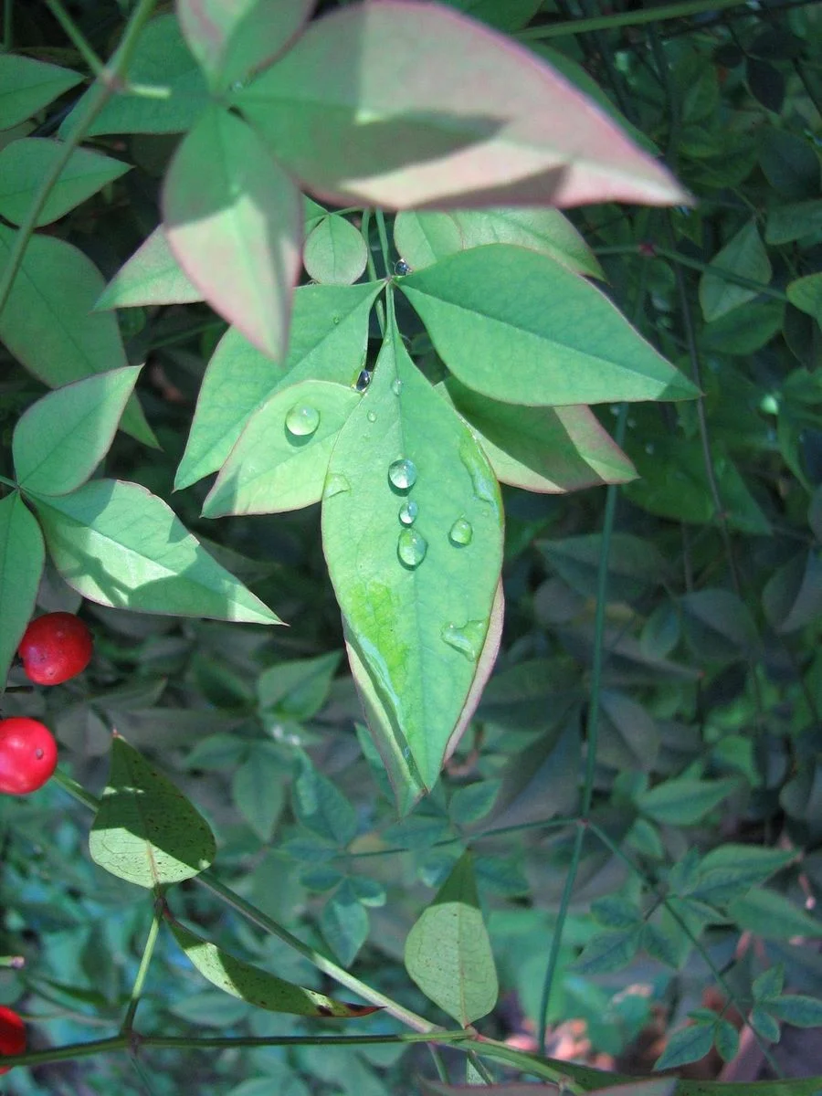 rain leaves.webp