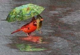 rain3 (2).webp
