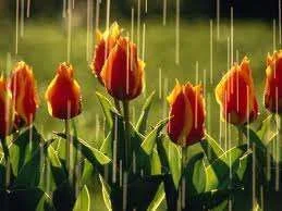 rain3.webp