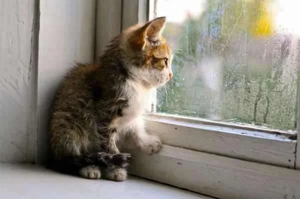 rain_kitten_window.webp