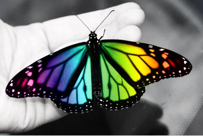 rainbow butterfly.webp