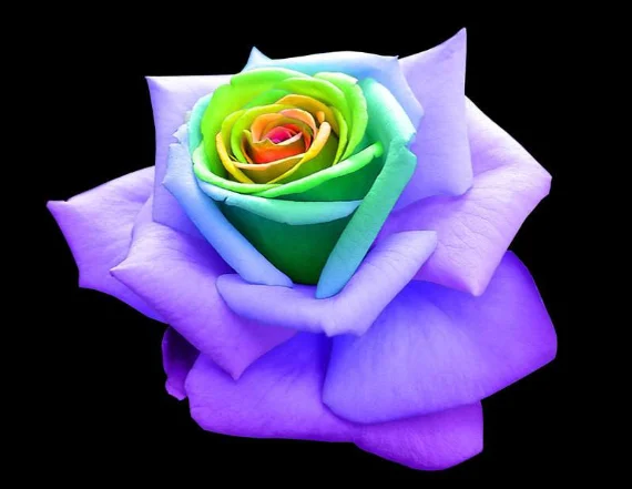 rainbow rose.webp