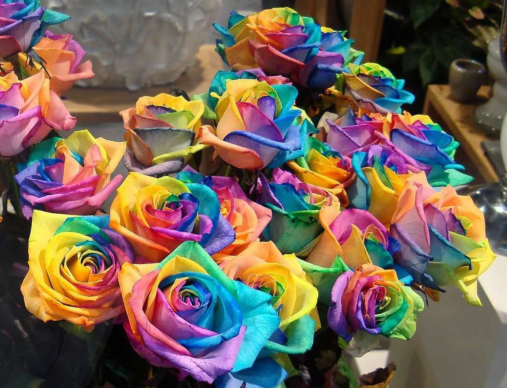 rainbowroses.webp