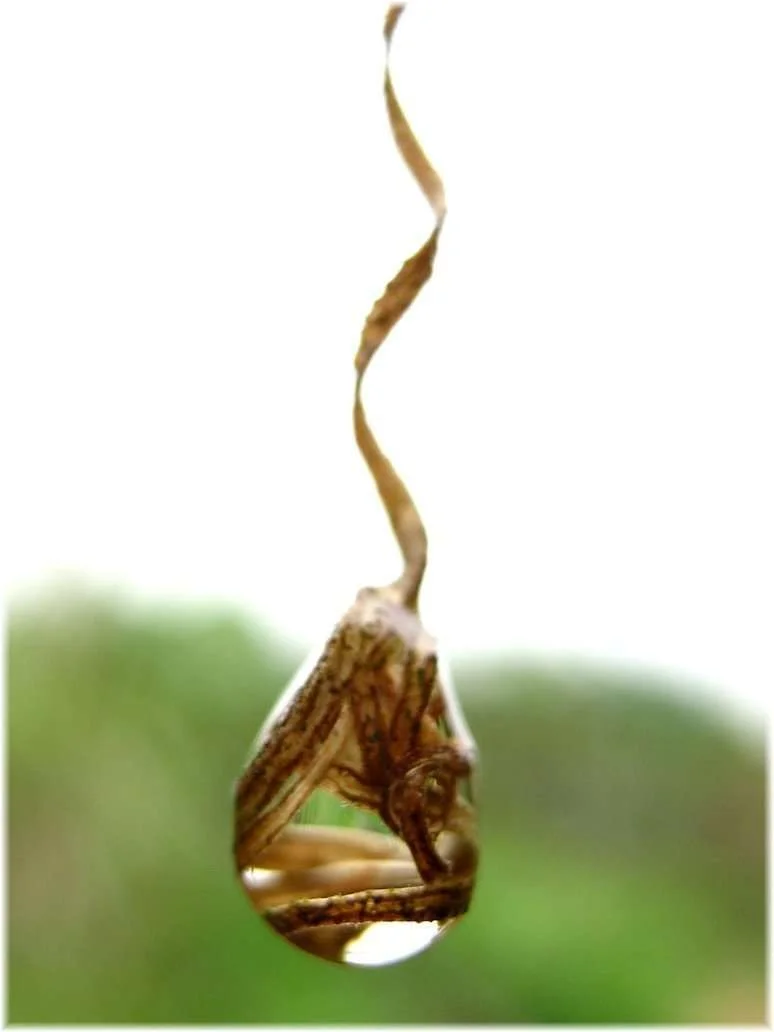 raindrop.webp