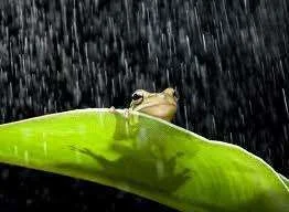 rainfrog.webp