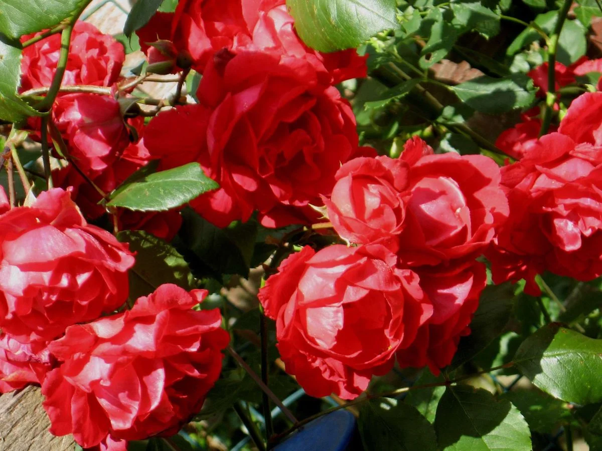 Rambling rose 1.webp