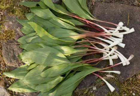 ramps.webp