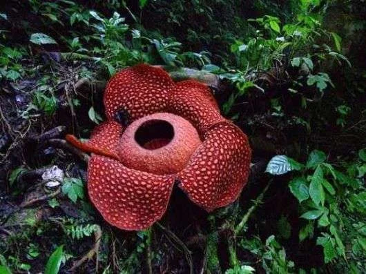 rare_flowers_incredible_02.webp