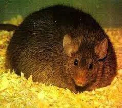 rat, bloated.webp