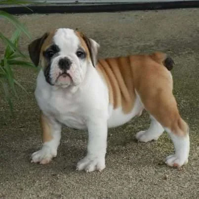 realistic_dog.webp