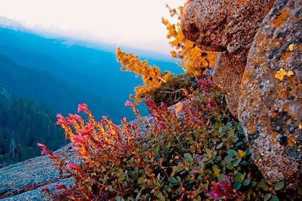 Red%20Flowers%20at%20Moro%20Rock.webp