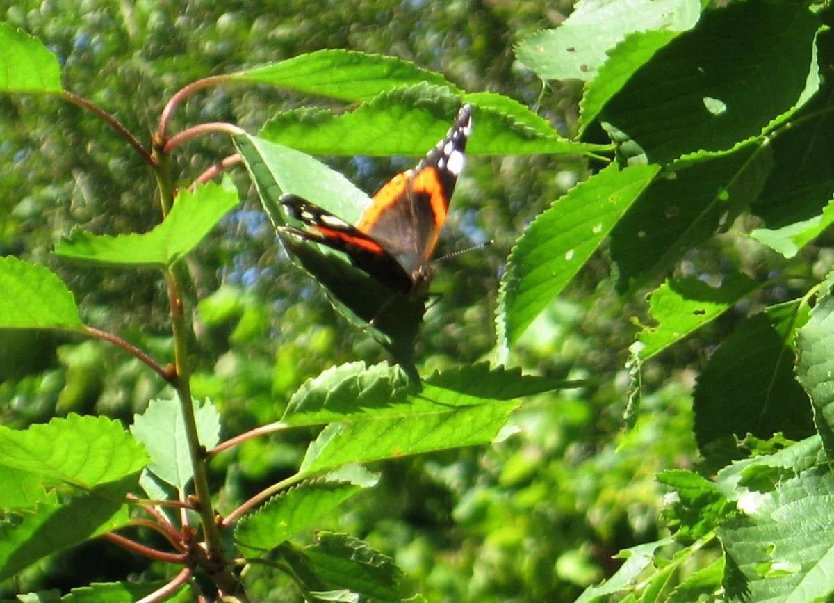 Red admiral.webp