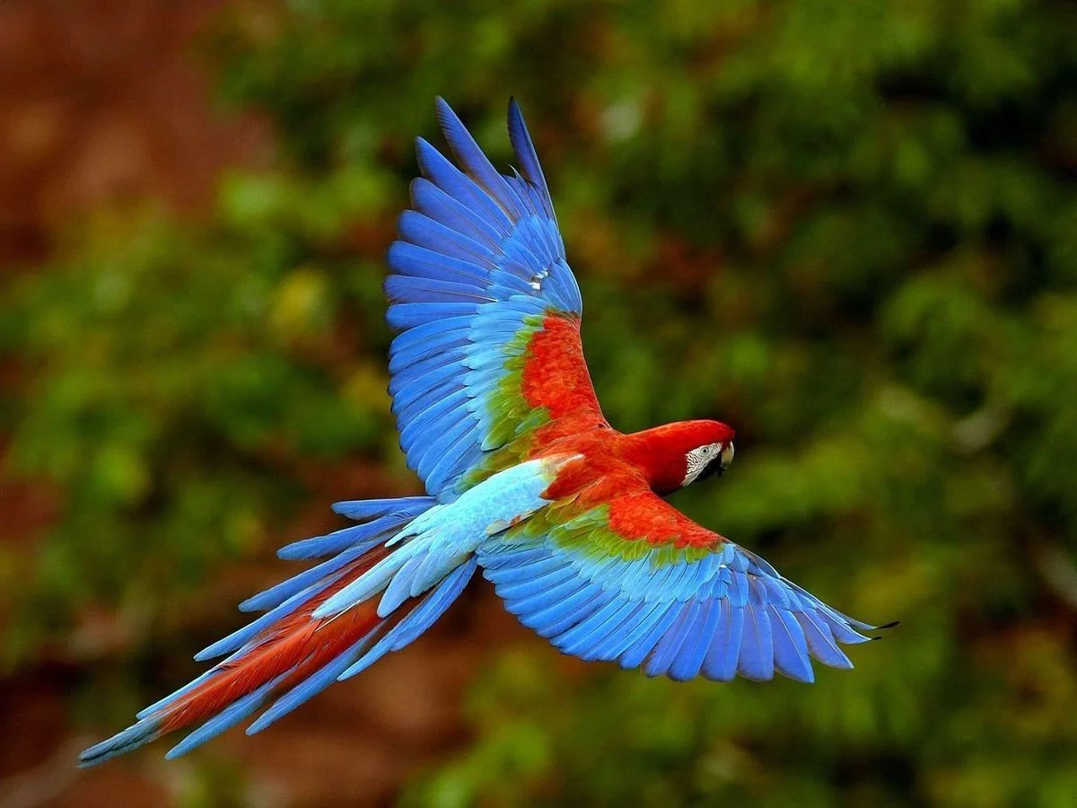 Red and Green Macaw in Flight, Brazil.webp