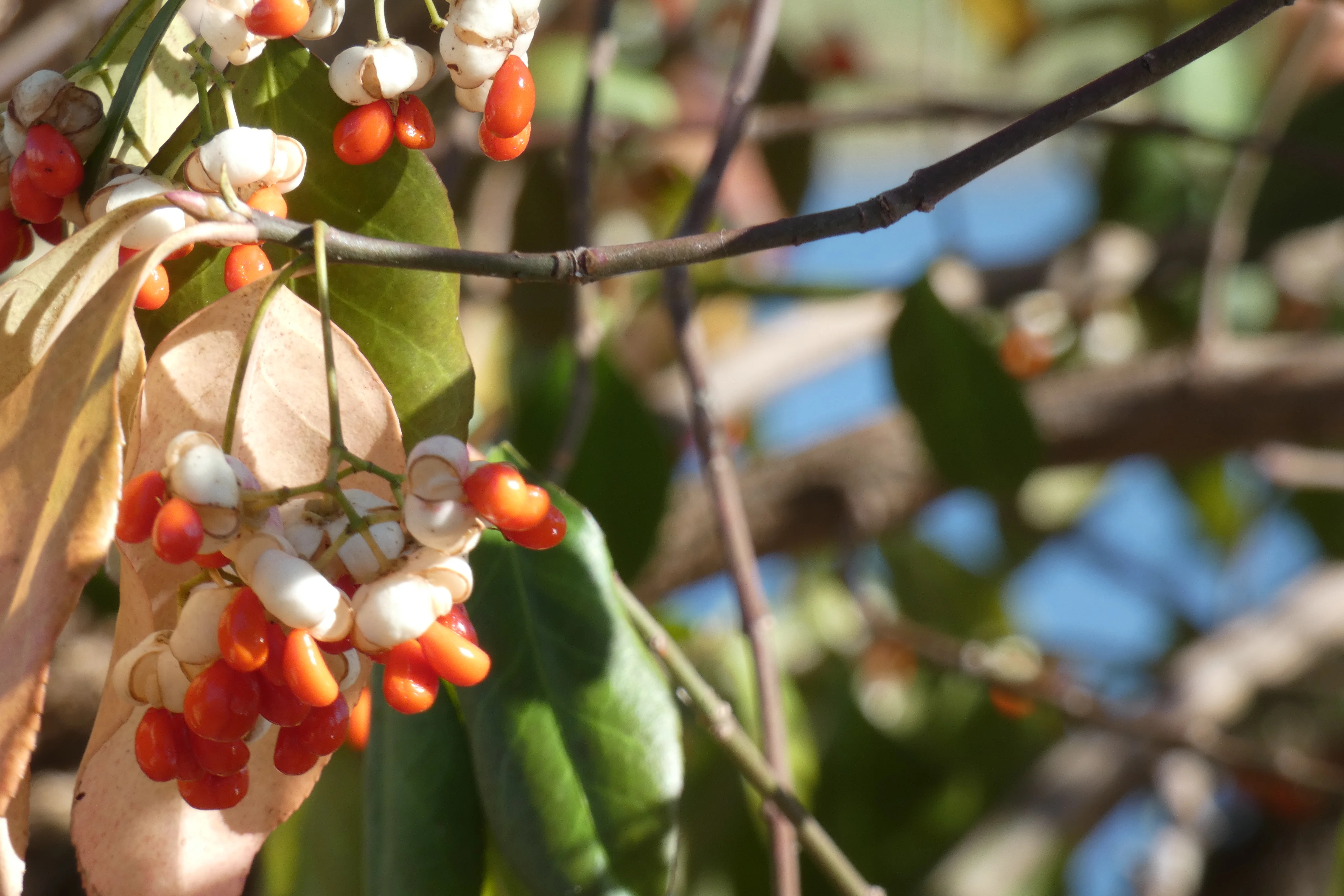 red and white berries.webp
