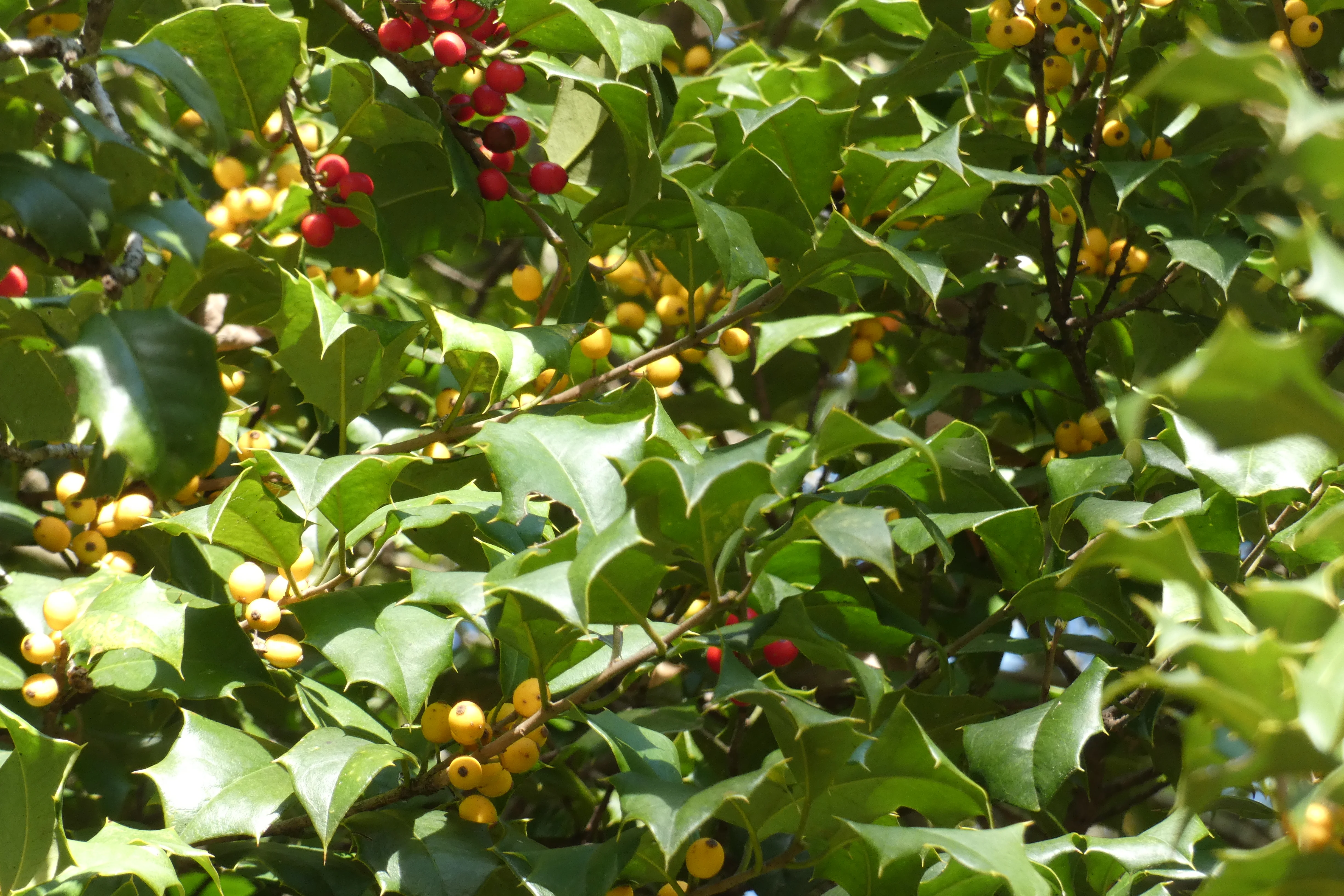 red and yellow berries.webp