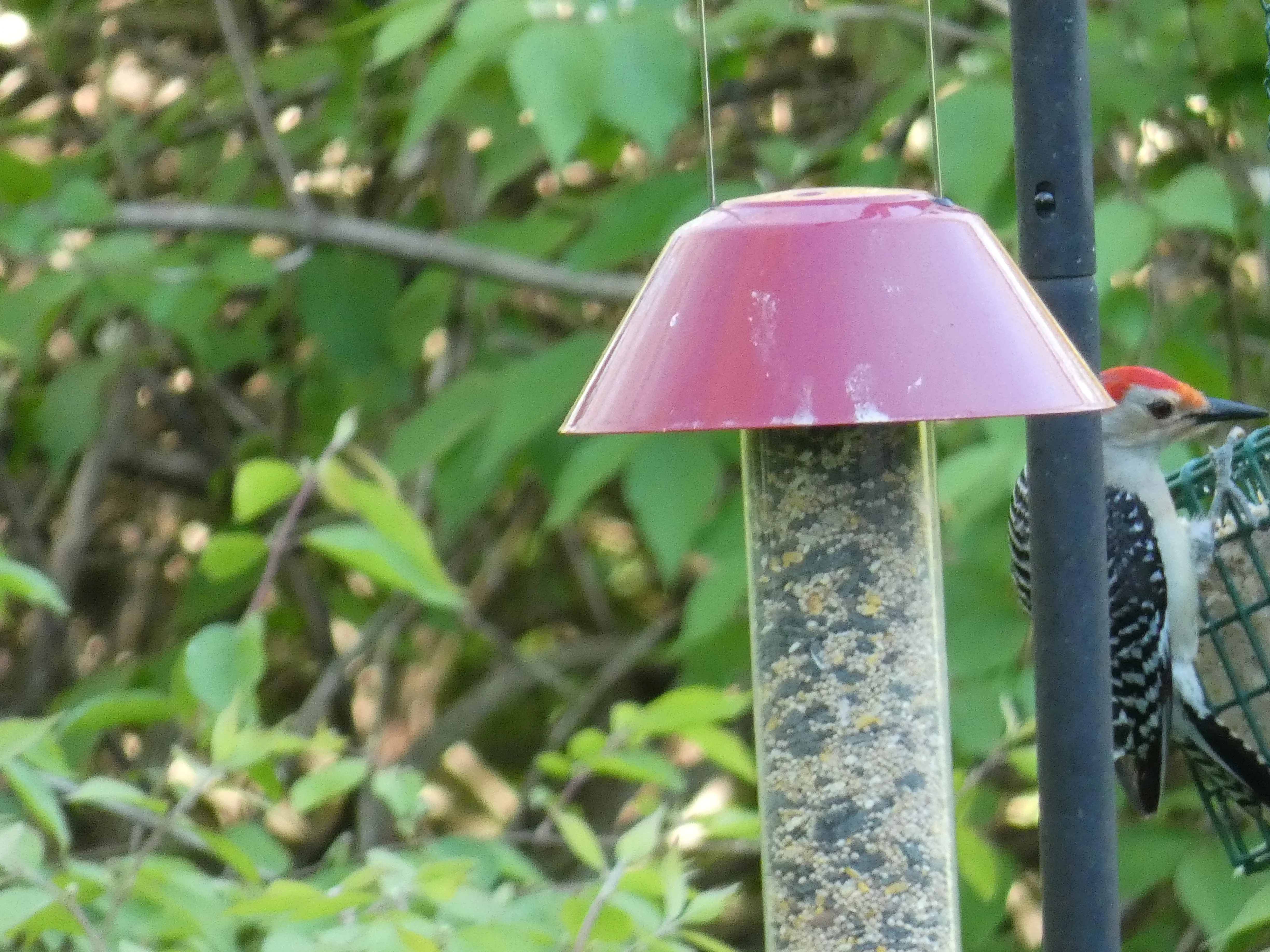 Red-bellied woodpecker at feeder.webp