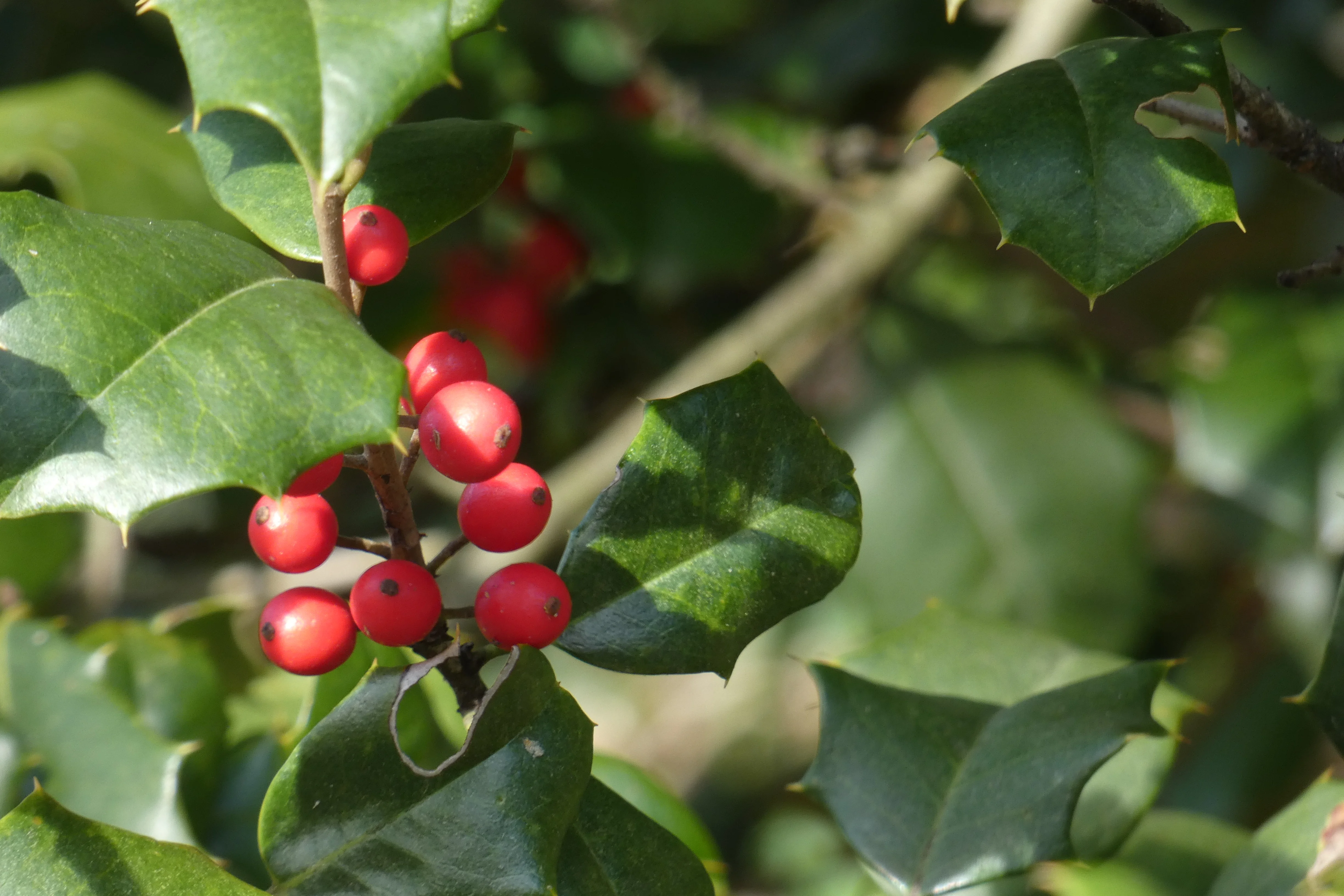 red berries.webp