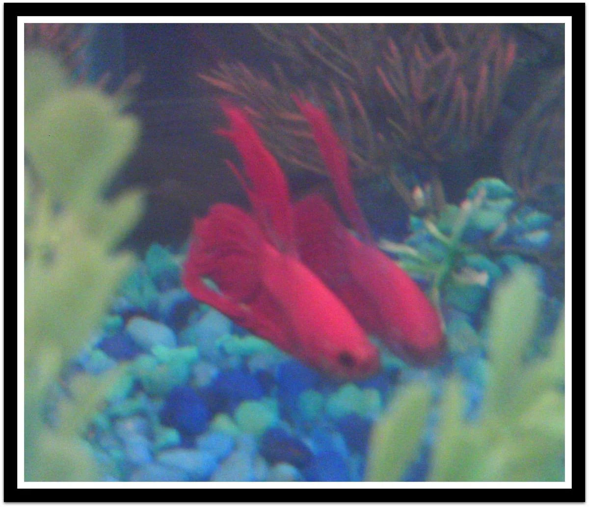 Red Betta 1.webp