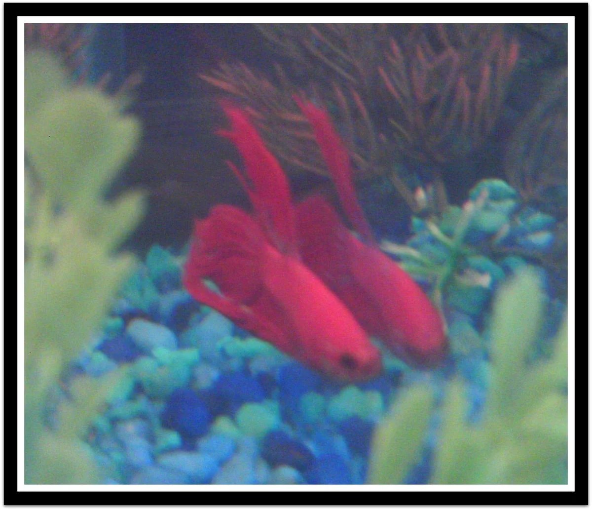 Red Betta 1.webp