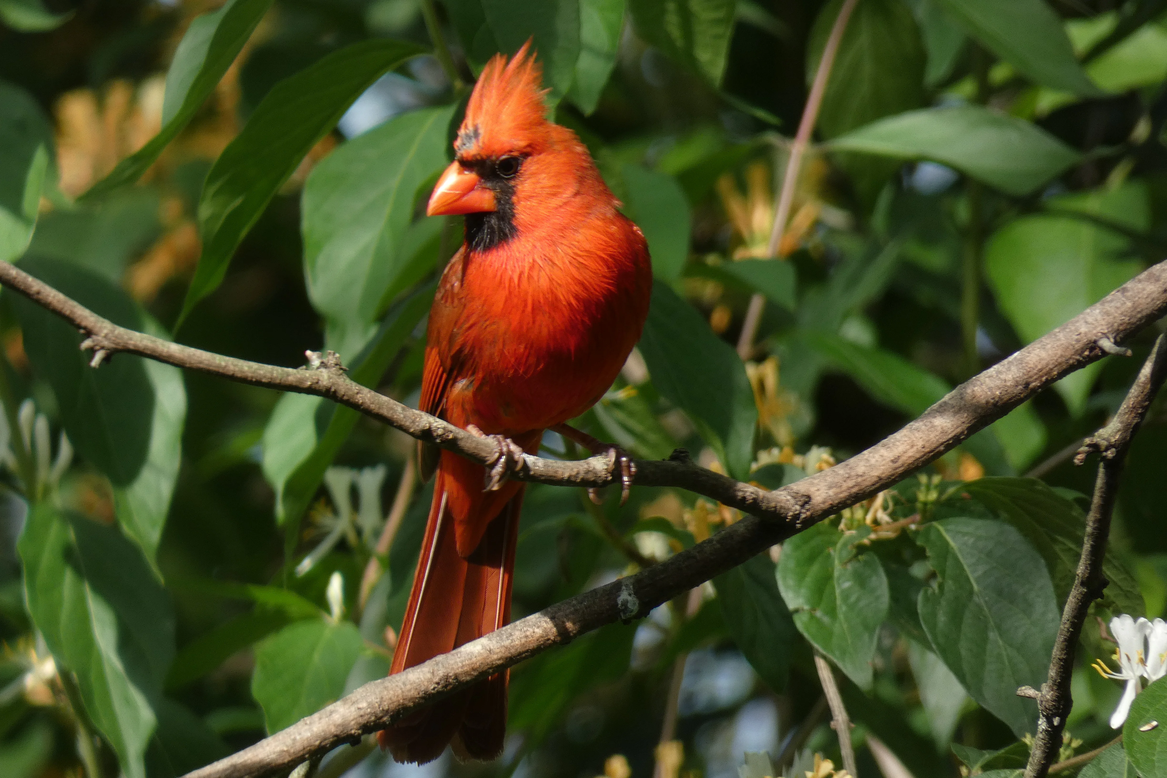 Red Cardinal 05132023.webp