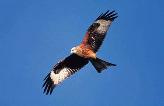 red kite.webp