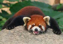 Red panda.webp
