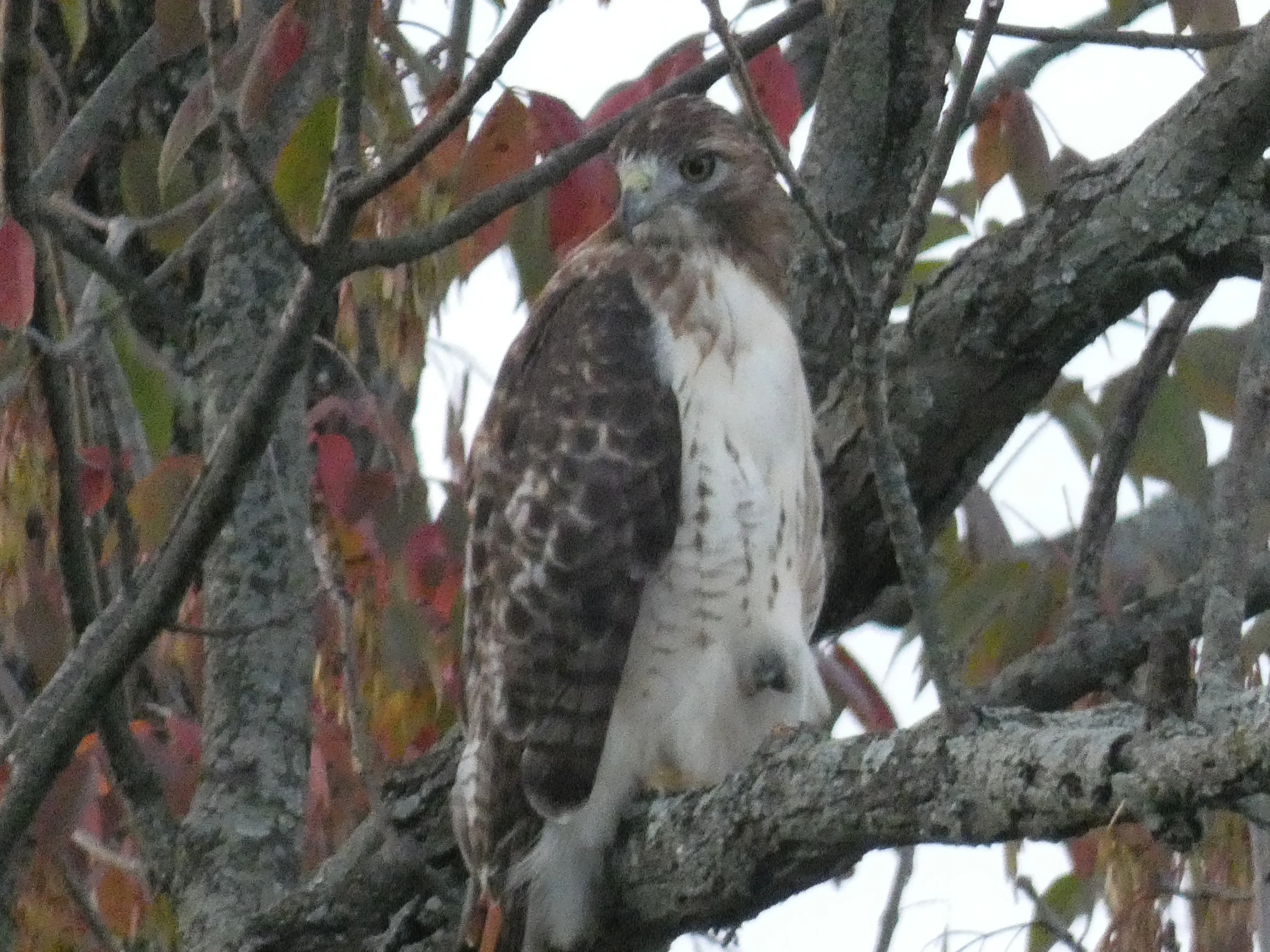 red-tailed hawk.webp