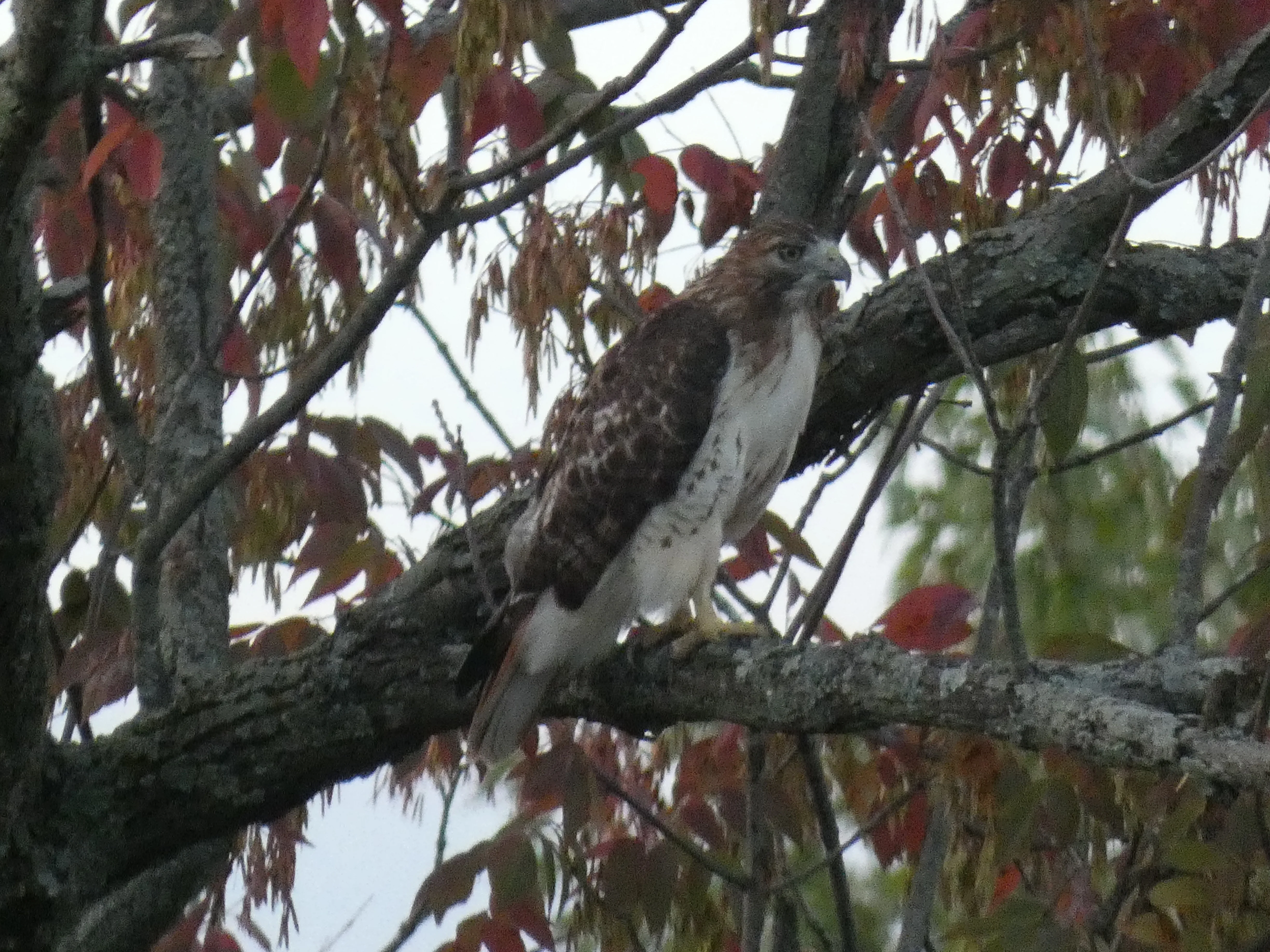 red-tailed hawk_4.webp