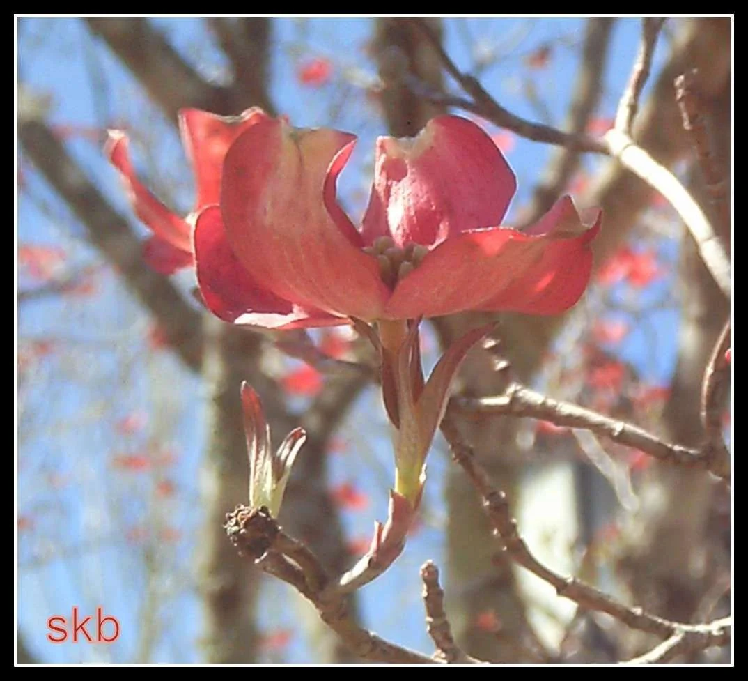 Red Tree Flower.webp