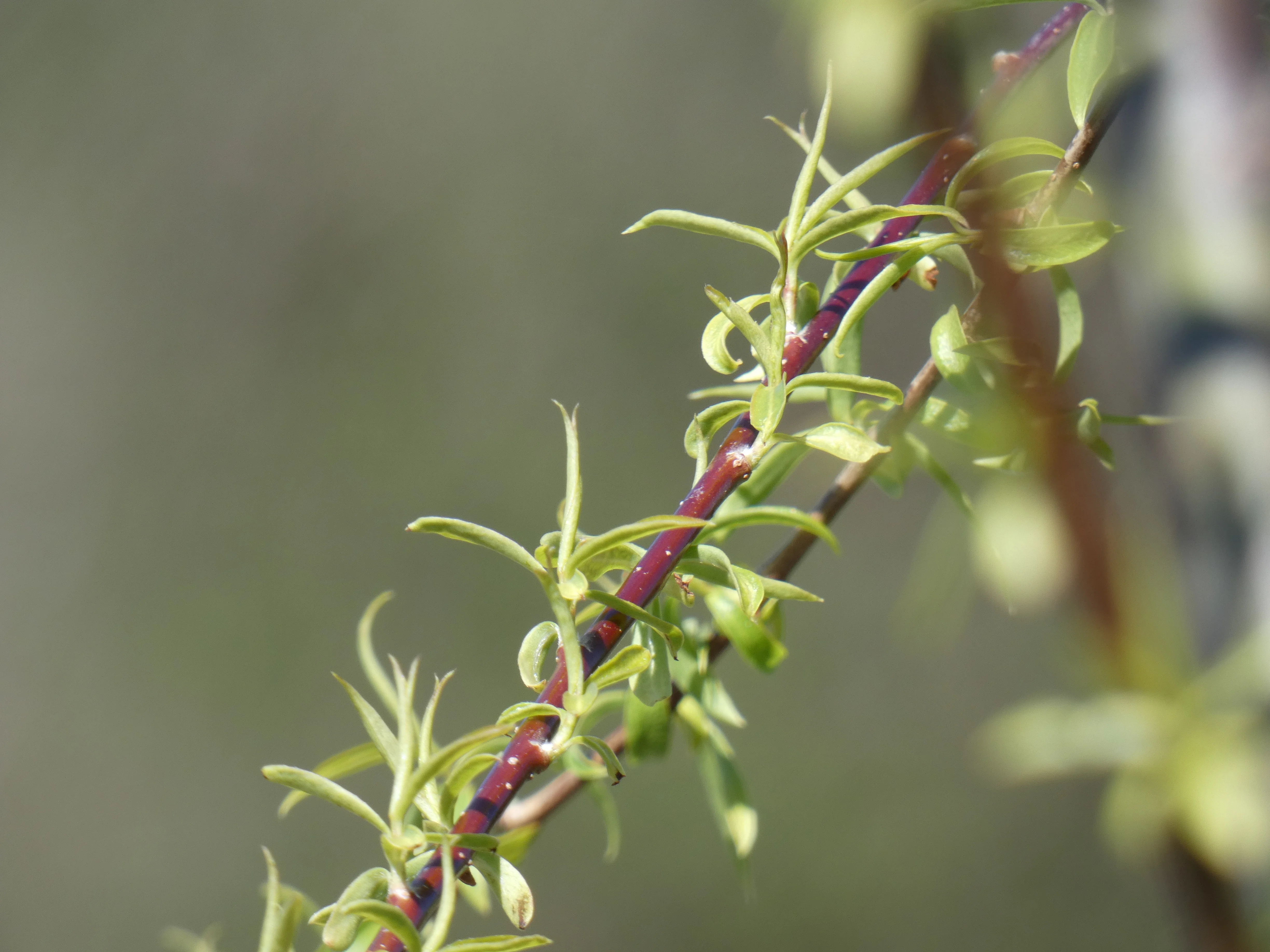 red twig and leaves.webp