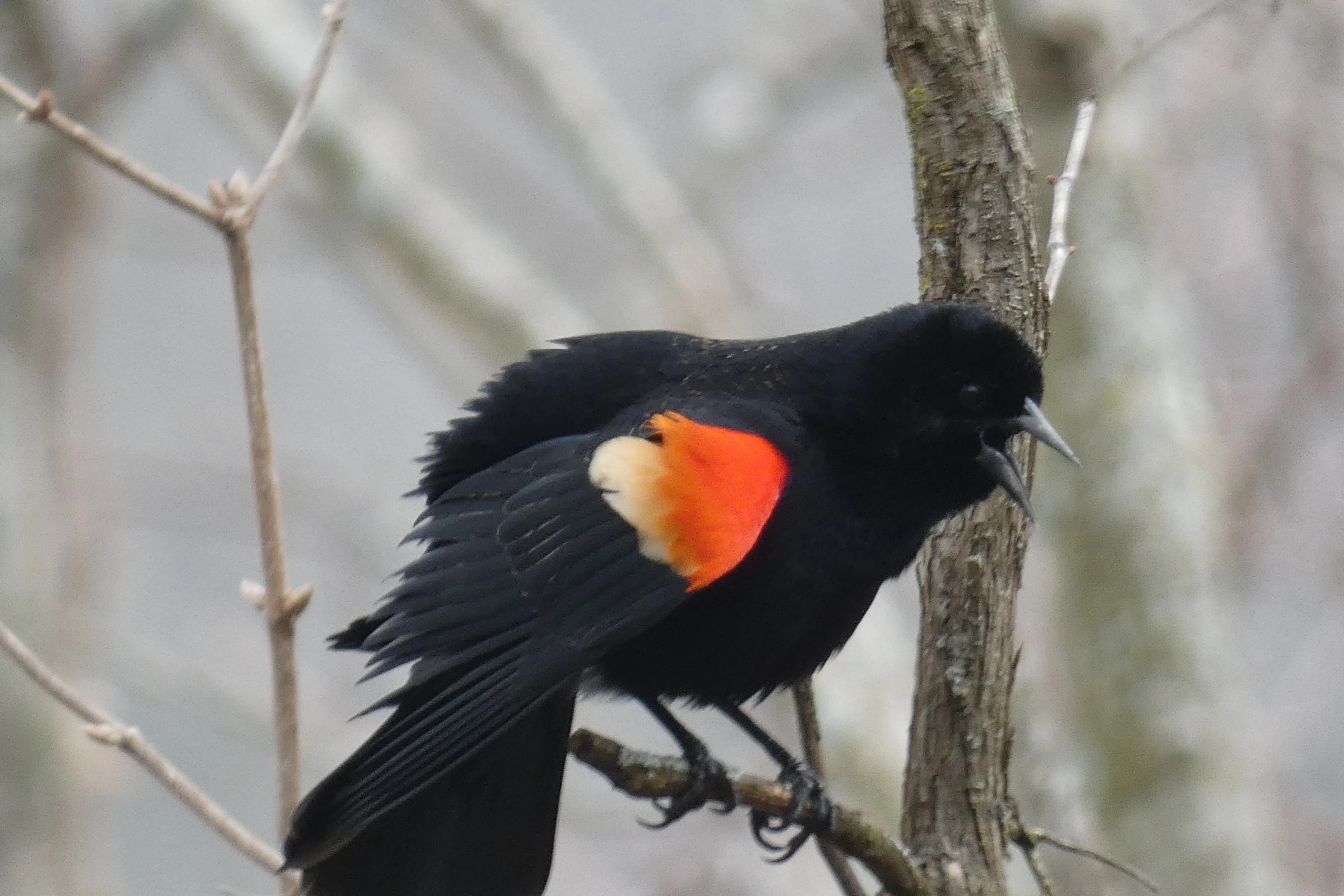 red-winged blackbird wing.webp