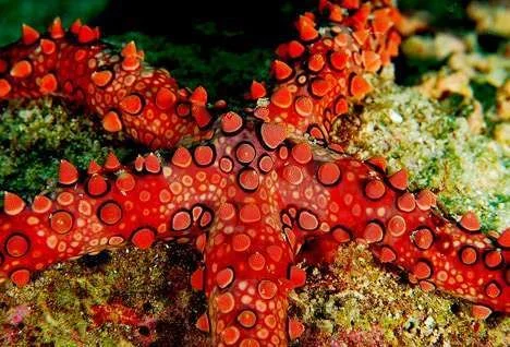 red_sea_star_1sfw.webp